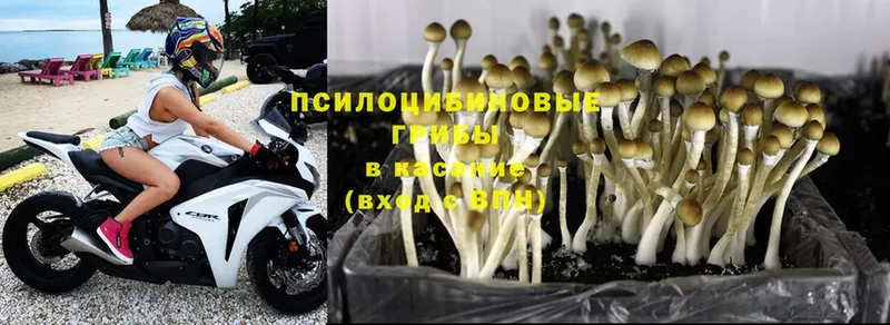 где купить   Западная Двина  Галлюциногенные грибы Cubensis 